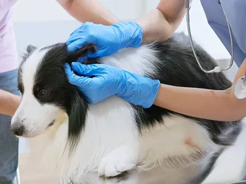 Ear (Aural) Hematoma in Dogs: Causes, Signs & Treatments