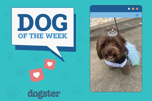 Dogster Photo Contest: Dogs of the Week Winners (June 19, 2025)