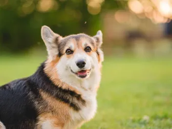 8 Corgi Haircuts & Grooming Styles in 2026
