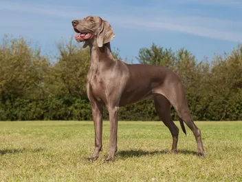 10 Fascinating Weimaraner Facts: Vet-Approved Guide