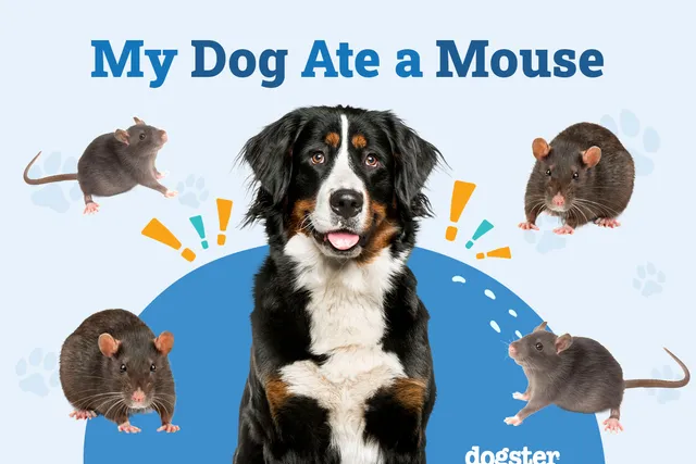 My Dog Ate a Mouse, What Should I Do? Vet Approved Advice