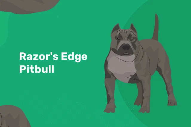 Razor Edge Pitbull Dog Breed: Info, Pictures, Temperament & Traits