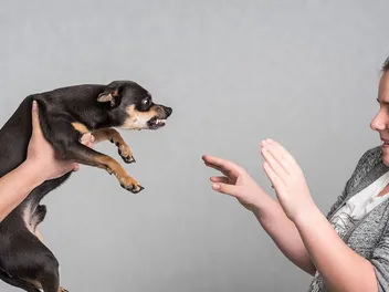 Do Dogs Get Annoyed? Vet-Verified Facts & Info