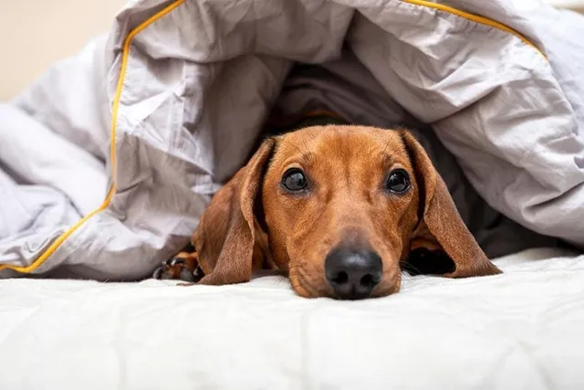 5 Vet-Verified Reasons Why Dachshunds Burrow Under Blankets & When To Worry