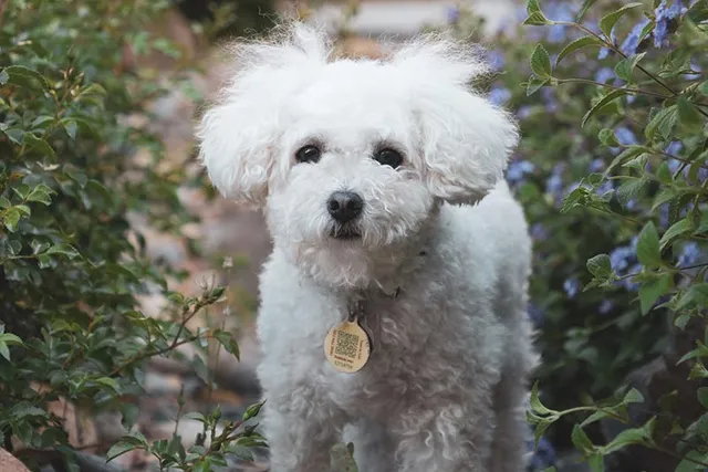 White Maltipoo: Info, Pictures, Origin & History