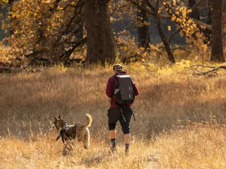 Hiking Gear for Dogs: 16 Essentials to Pack