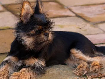 Yorkinese (Yorkie & Pekingese Mix): Info, Pictures, Care & More