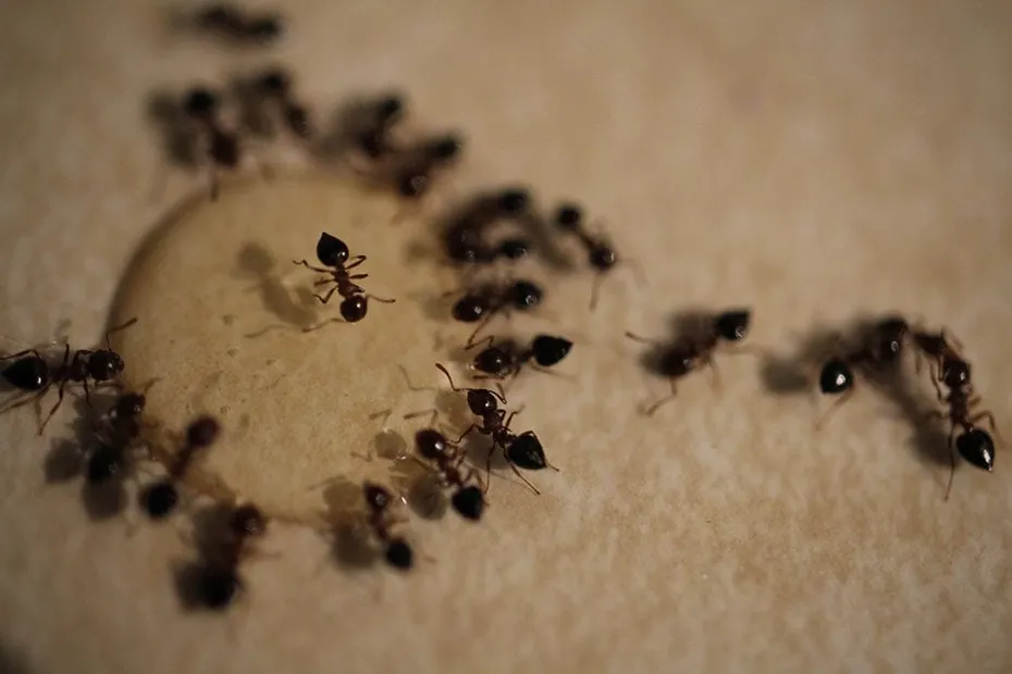 ants on homemade ant bait
