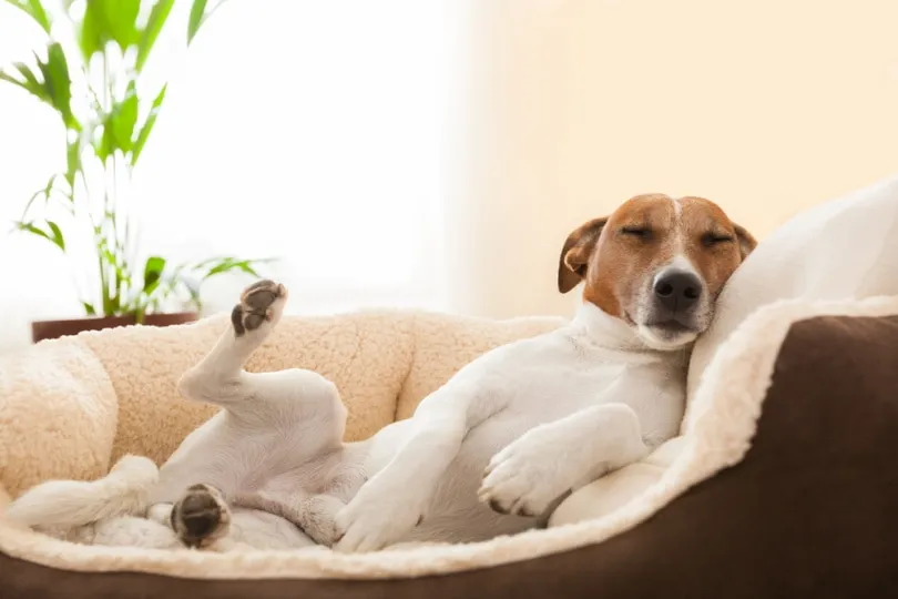 Dog sleeping with leg raised