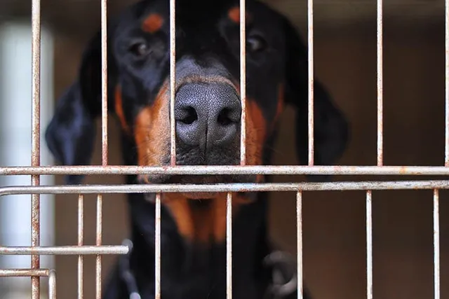 How to Crate Train a Doberman: 10 Vet-Verified Tips