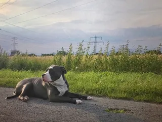 Pitbull Bulldog Mix Dog Breed: Info, Pictures, Traits & Care
