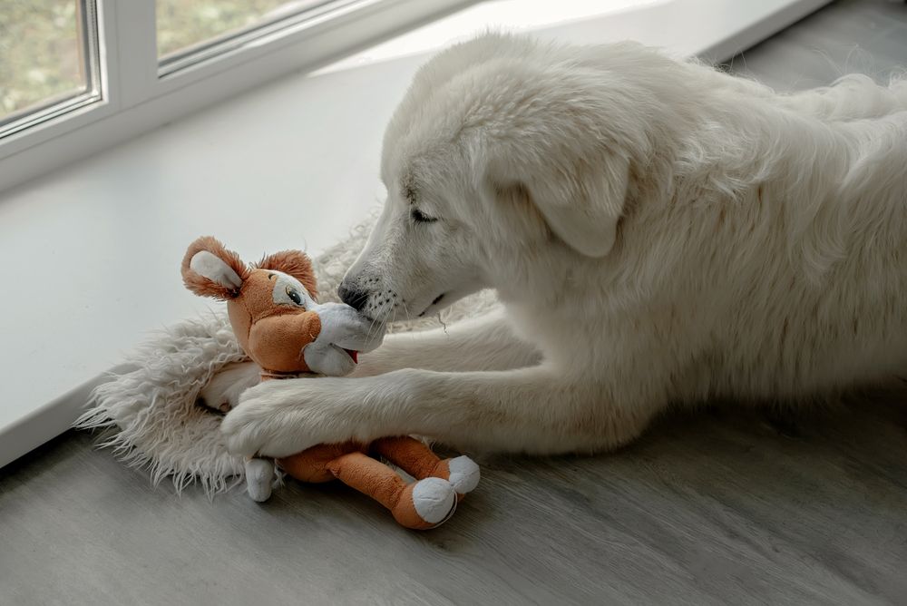 white-dog-playing-his-toy-indoor