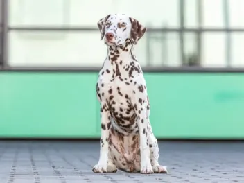 How Smart Are Dalmatians? Facts & FAQ