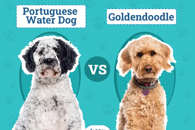 Portuguese Water Dog vs Goldendoodle: Key Differences (With Pictures)