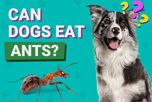 Can Dogs Eat Ants? Vet-Verified Facts & FAQ