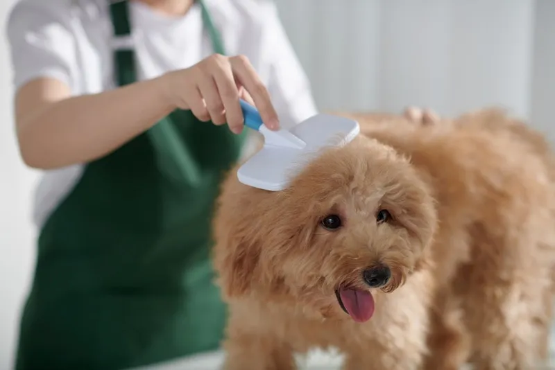 groomer brushing dogs coat