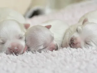 Maltese Pregnancy: A Guide From Conception to Delivery (Vet Answer)
