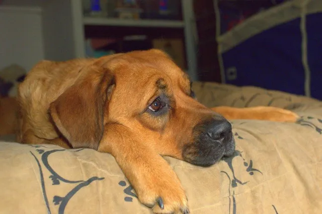 Saint Weiler (Saint Bernard & Rottweiler Mix) Dog Breed: Info, Pictures, Care & More