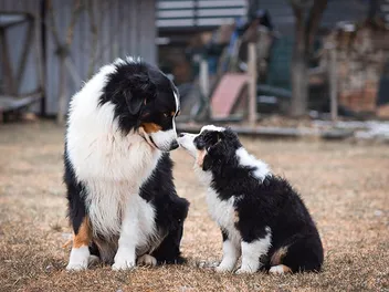 Should You Separate Your Puppy & Older Dog? 7 Vet-Approved Introduction Tips