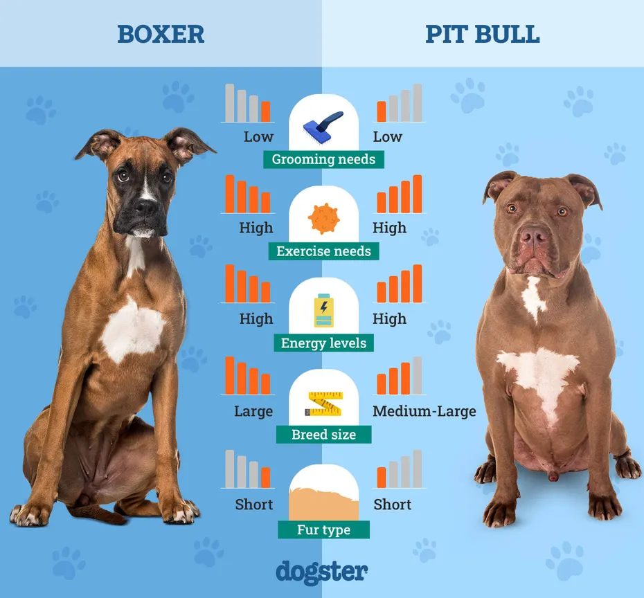 Dogster_Side by Side Comparison_ Boxer vs Pit Bull