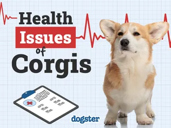 12 Health Problems in Corgis & Vet Approved Tips on What to Do