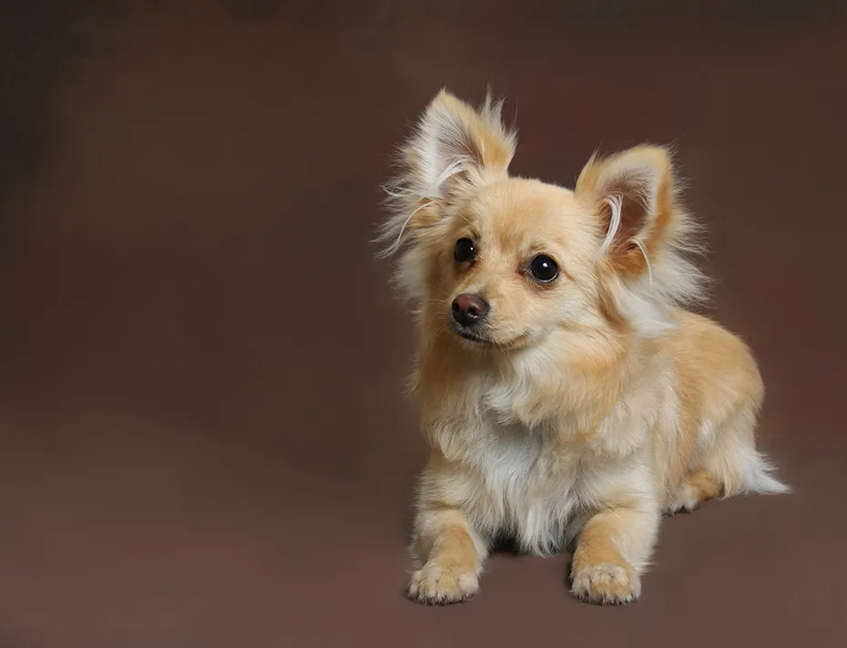 brown pomchi dog
