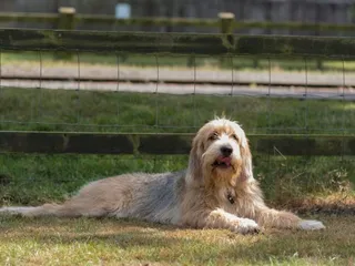Otterhound Dog Breed: Info, Pictures, Facts & Traits