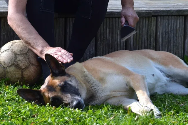 Do Belgian Malinois Shed a Lot? Care & Grooming Needs