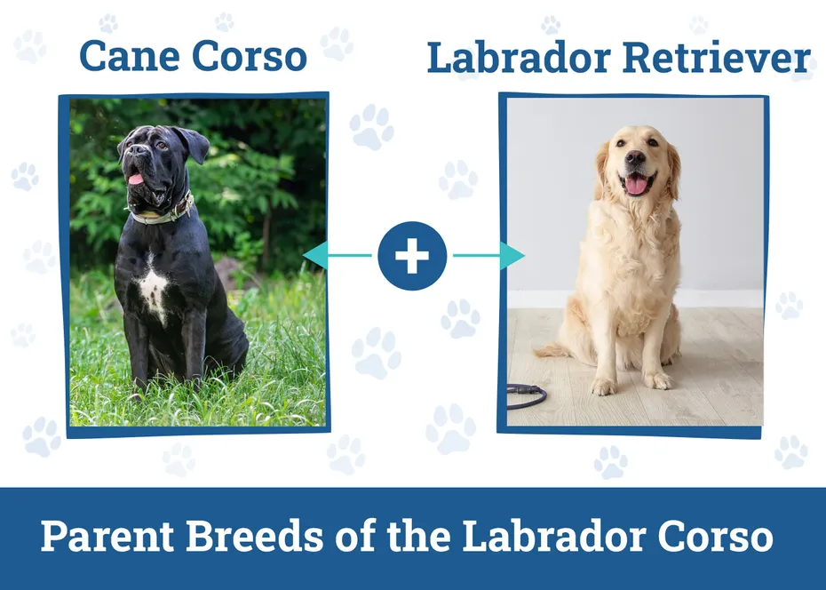 Parent Breeds of the Labrador Corso
