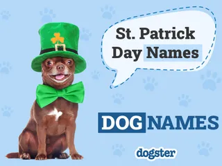 175+ St. Patrick's Day Names for Dogs (With Meanings)