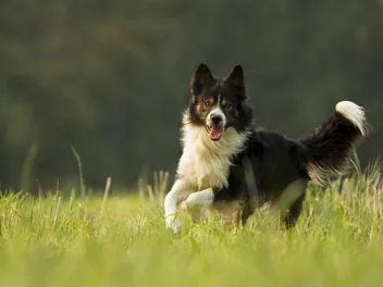 When Will My Border Collie Calm Down? Vet-Reviewed Facts & FAQ