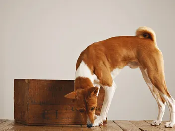How to Get an Allergy Detection Dog: 5 Vet-Verified Steps