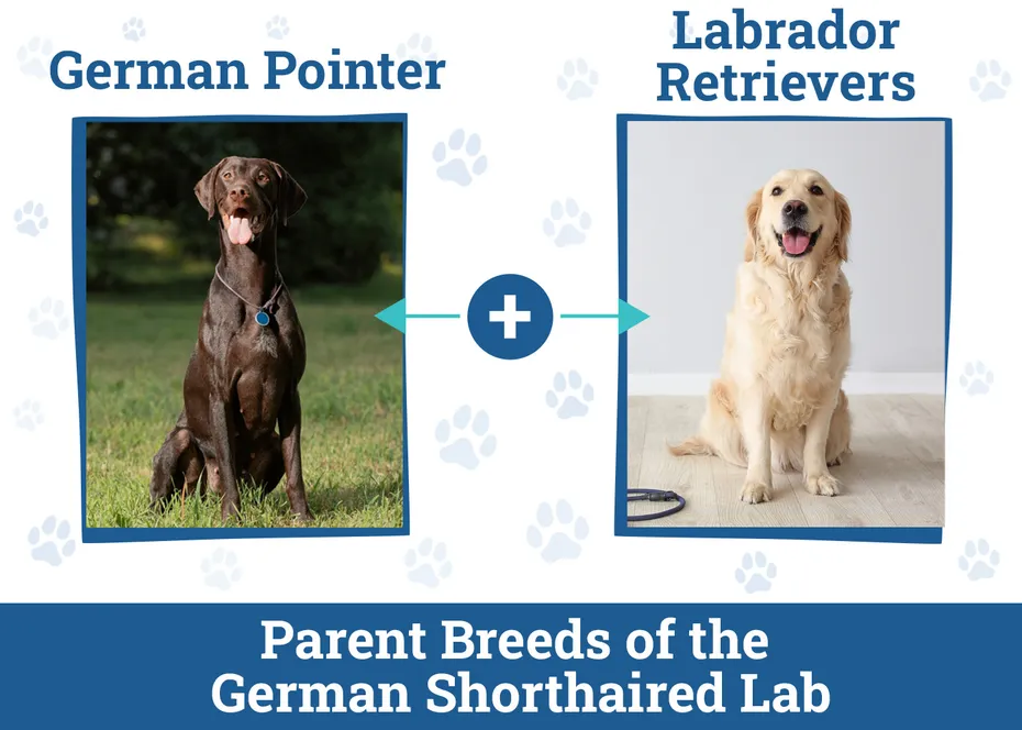 Parent Breeds of the German Shorthaired Lab