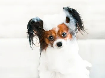 10 Papillon Grooming Tips: Vet-Reviewed Canine Health & Wellness Advice
