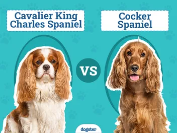 Cavalier King Charles Spaniel vs Cocker Spaniel: Key Differences (With Pictures)