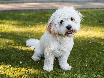 Cavachon Dog Breed: Info, Pictures, Facts, & Traits