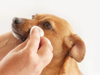 How to Clean a Dog’s Eyes in 6 Steps: Vet-Approved Guide