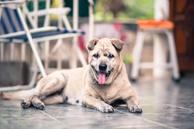 Skin Tags on Dogs (Plus Lipomas & Other Lumps): Our Vet Explains