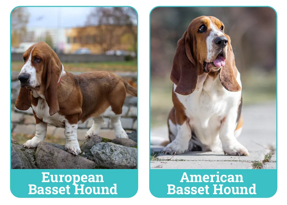 European vs. American Basset Hound