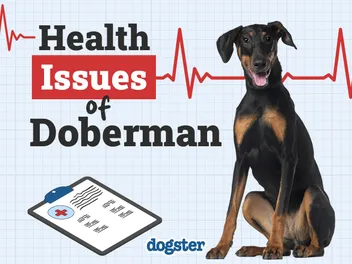 8 Common Health Problems in Dobermans: Vet-Verified Facts to Know