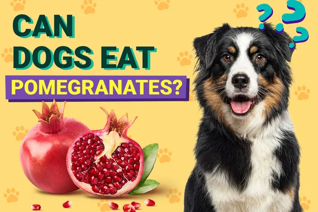 Can Dogs Eat Pomegranates? Vet-Verified Nutrition Facts & Info