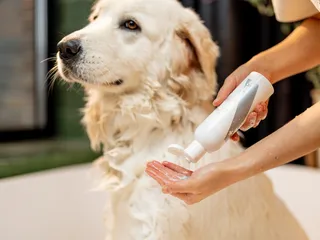 Does Dog Shampoo Expire? Vet-Verified Types, Storage Tips & FAQ