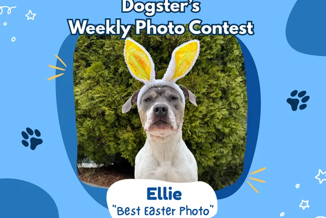 Dogster’s Weekly Photo Contest Winners: Best Easter Photo (April 9, 2026)