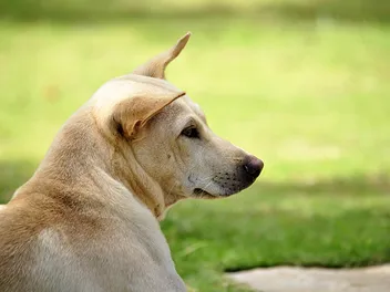 4 Vietnamese Dog Breeds: Info, Pictures & History