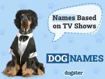 50 Dog Names Based on TV Shows in 2026
