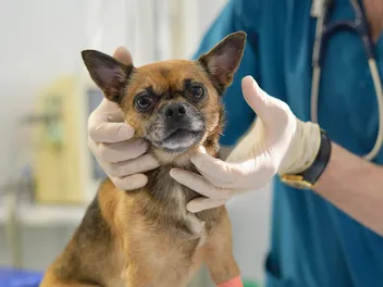 Swollen Lymph Nodes in Dogs: Our Vet Explains the Signs, Causes & Care