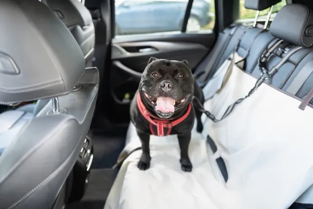 Do Dogs Like Riding in Cars? Vet-Verified Facts & Safety Tips