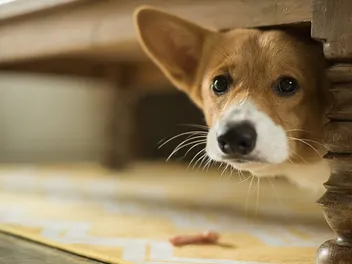 How Long Can a Puppy Be Left Alone? Vet-Approved Care Facts