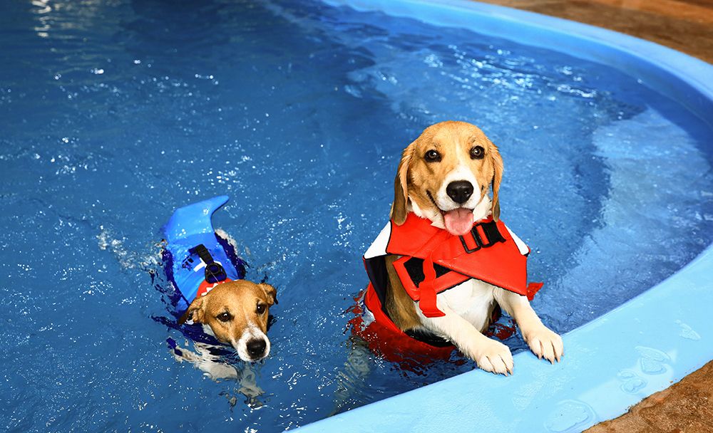 two male dogs happily swimming in the pool
