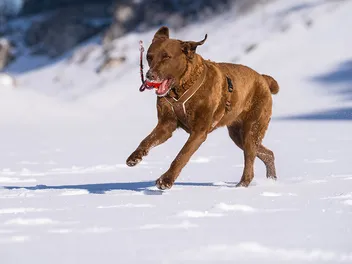 Chesapeake Bay Retriever: Info, Pictures, Facts & Traits